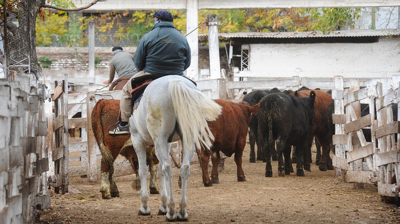 Mercado de Hacienda: postergan su traslado a Cañuelas para mediados de mayo