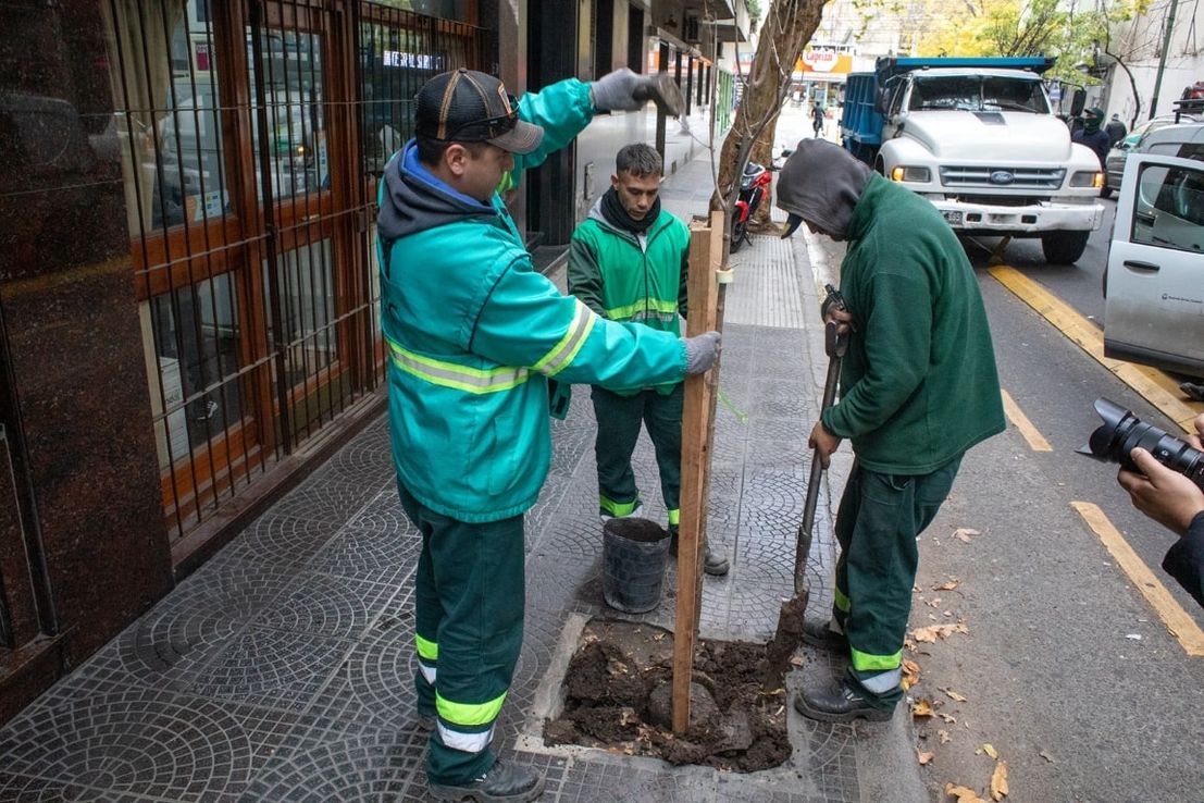 CABA presentó su "Plan de Arbolado" 2024: ¿dónde plantarán los 18 mil ejemplares nuevos?
