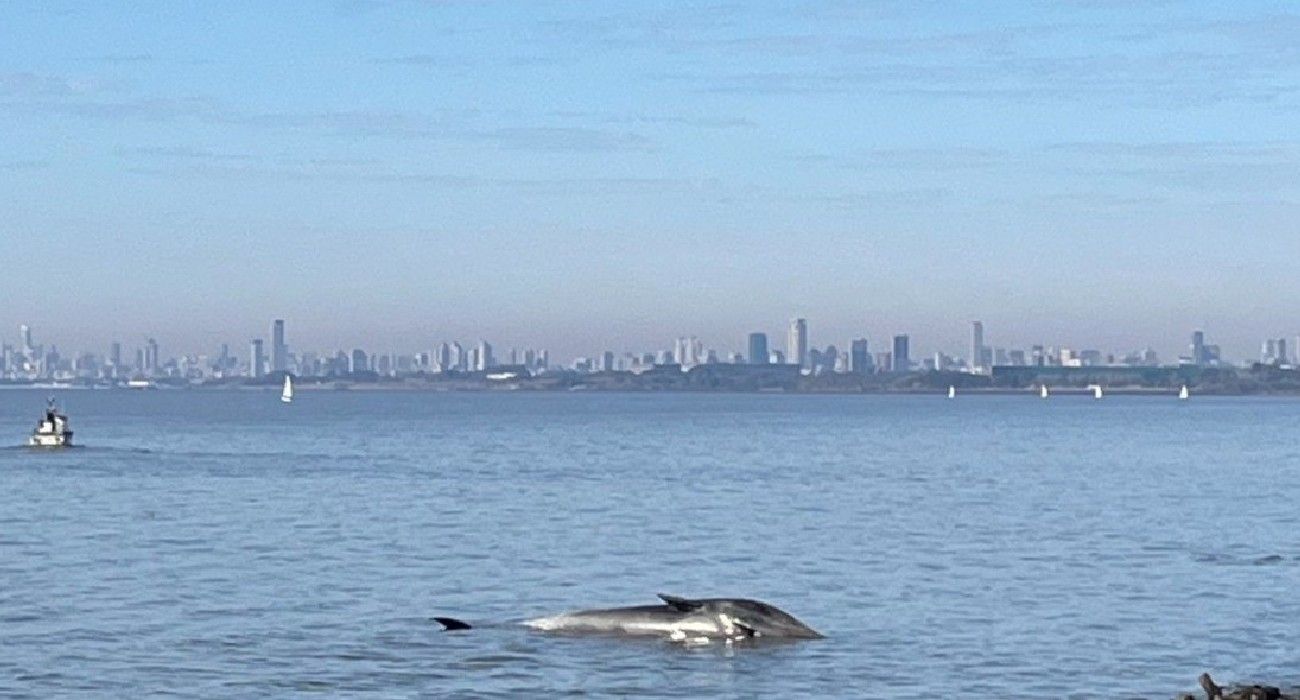 Apareció una ballena muerta en la costa de Vicente López