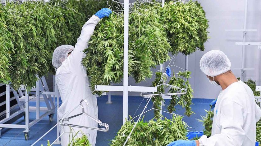 Cannabis medicinal e industrial: los cuatro ejes que llevó Matías Kulfas al Senado