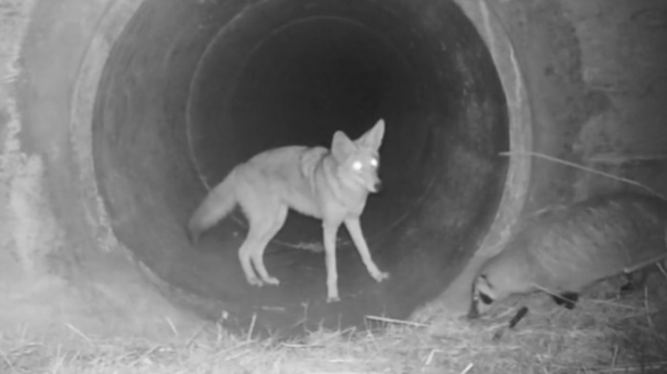 Video | Un coyote y un tejón cruzan juntos un túnel oscuro y son furor en redes