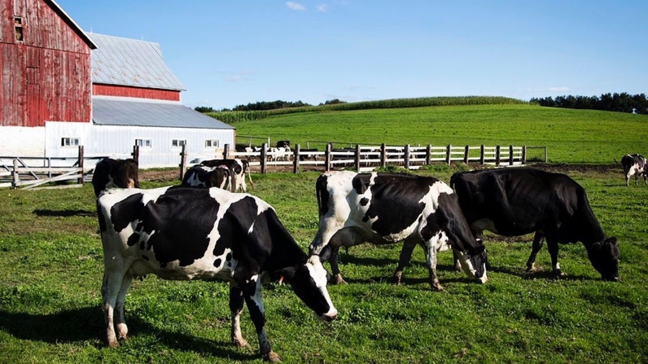 La Federación Internacional de Lechería premiará la innovación
