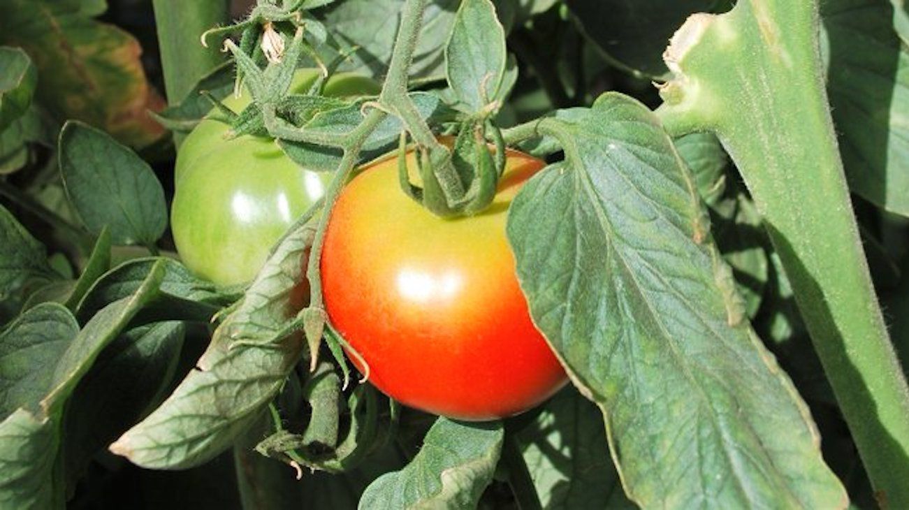 Cómo cultivar el tomate platense en la huerta familiar
