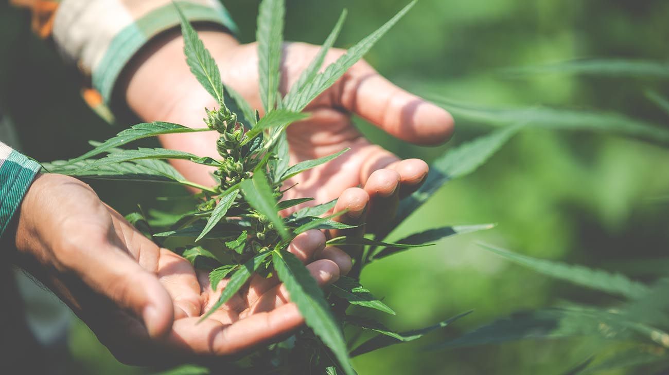 ¿Se viene el boom del cannabis? Las inversiones a la espera de que sea ley