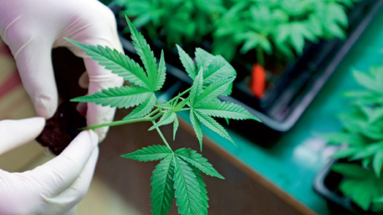 Camiones blindados de Brink’s entran al mercado del cannabis