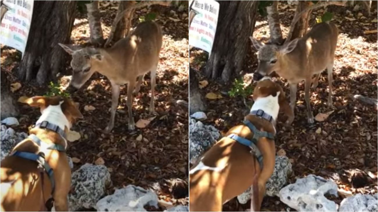 Sorprenden a un ciervo y un perro "a los besos" en un bosque en Estados Unidos