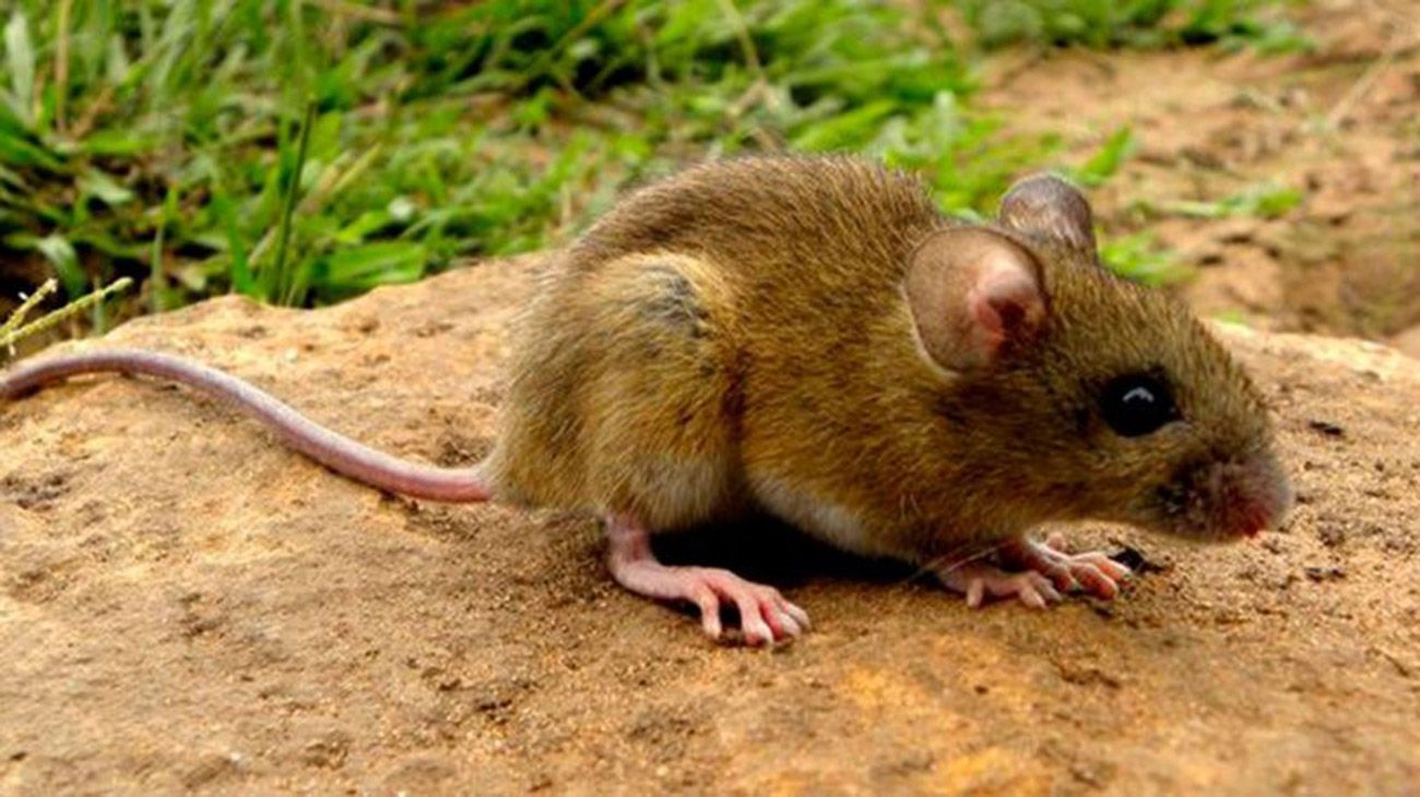 Confirman otra muerte por el brote de hantavirus en Chubut