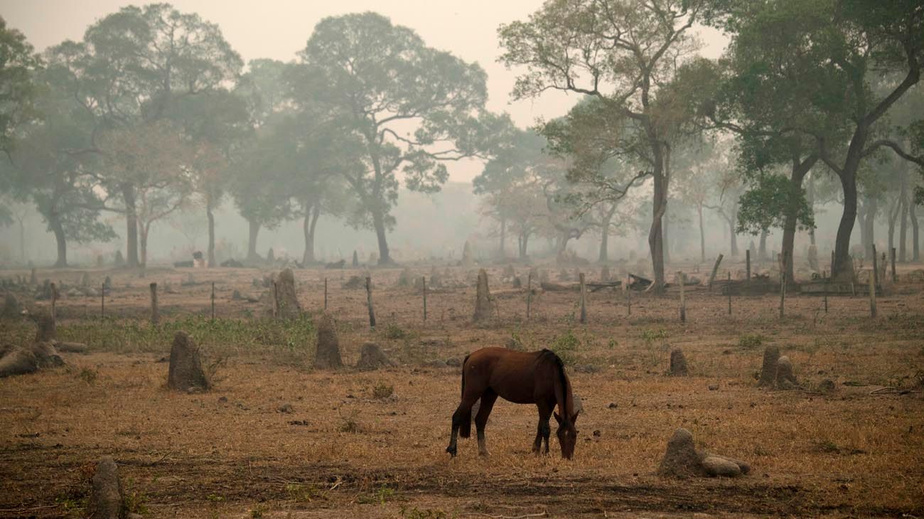 Deforestación del Amazona: una de las causas de la bajante de aguas del Paraná