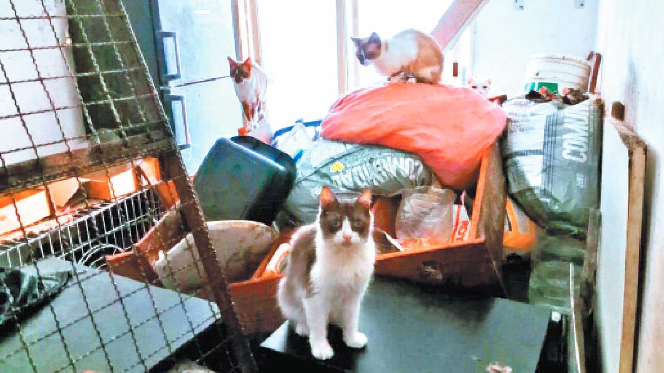 Rescataron más de 50 mascotas hacinadas en un departamento