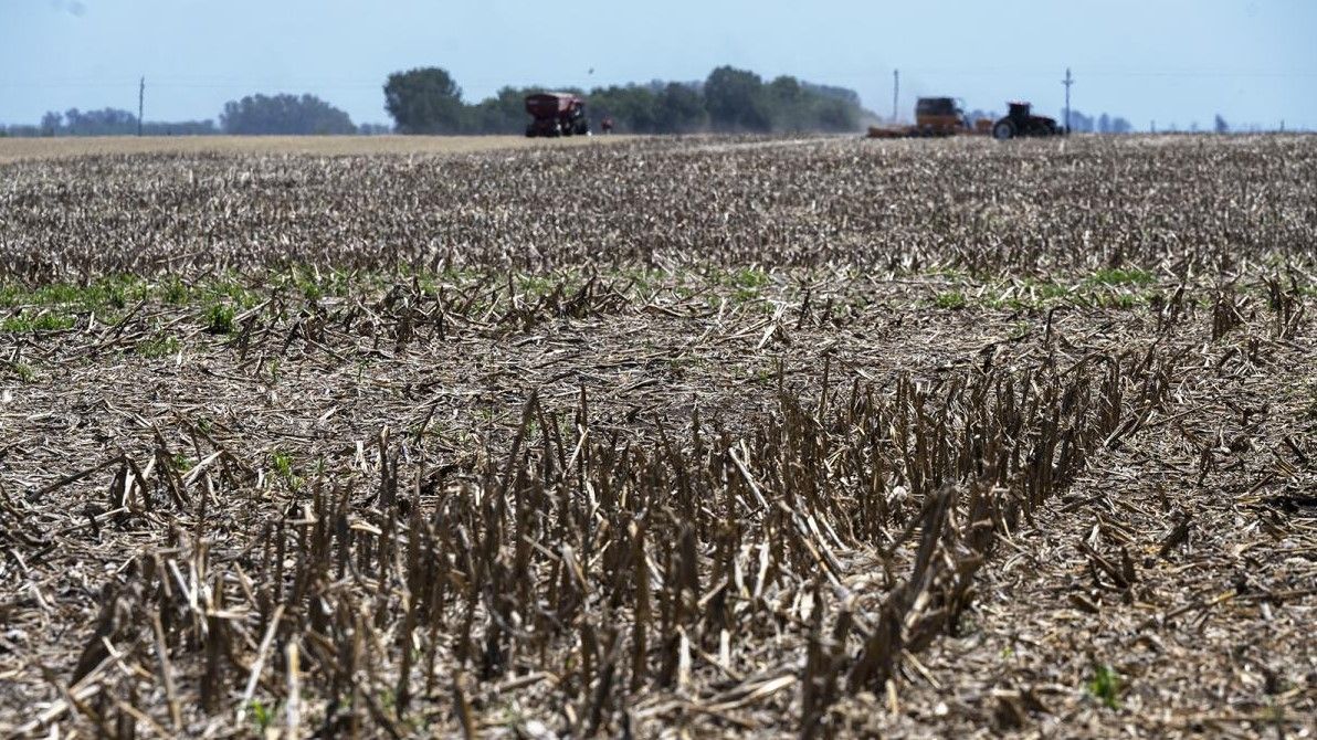 Efecto sequía: estiman pérdidas por más de US$ 20.000 millones en exportaciones del campo