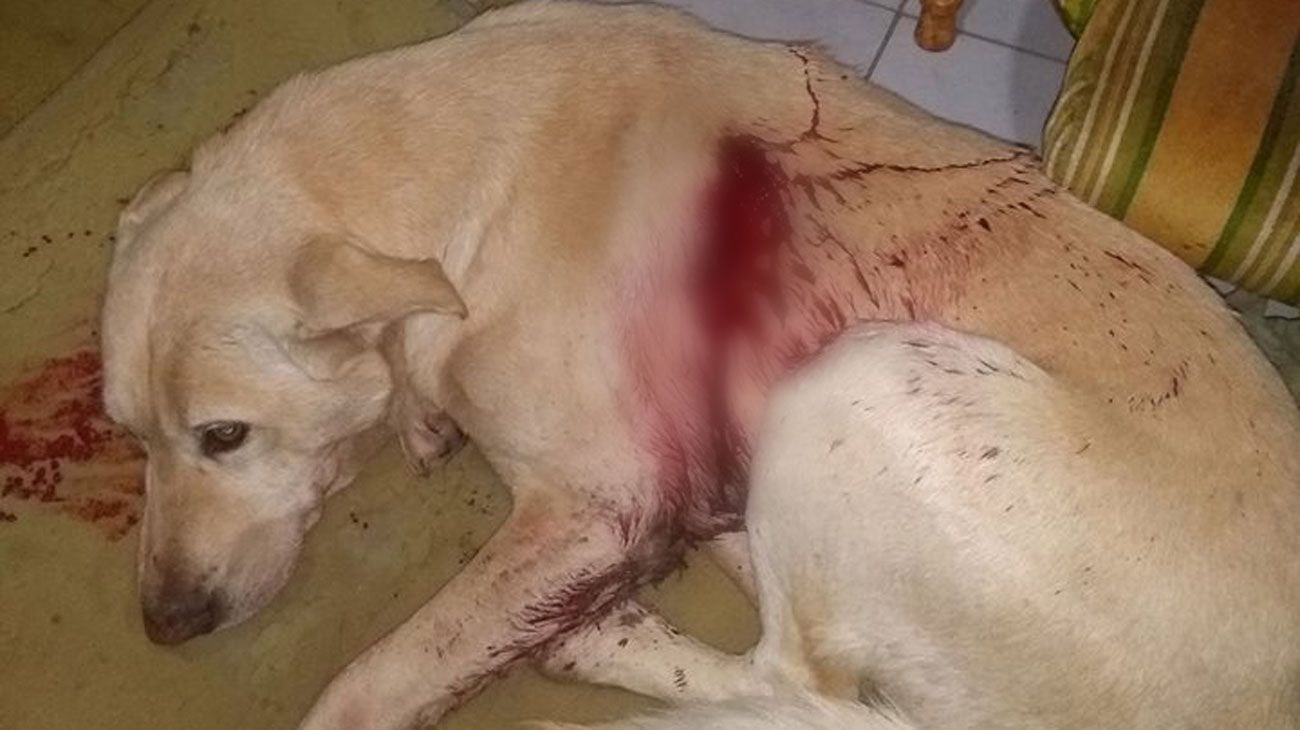 Conmoción en Tandil por la aparición de perros apuñalados en plena calle