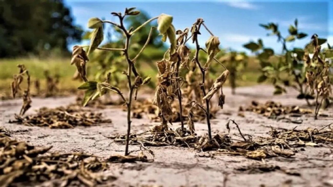 El gobierno declaró la emergencia agropecuaria en Santa Fe por la sequía