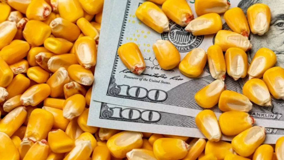 Dólar maíz: como afecta la carne, la leche y el pollo