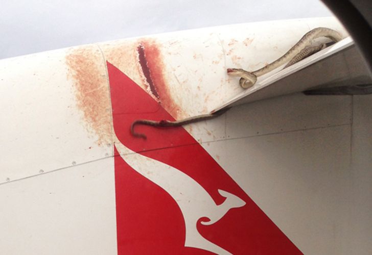 Serpiente pitón aterrorizó a pasajeros en pleno vuelo
