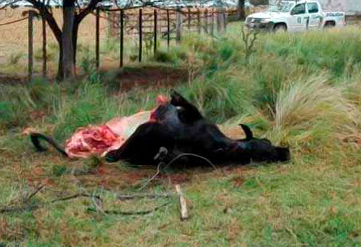 Carnearon a "Porota", una vaca con la que experimentaban desde el Conicet