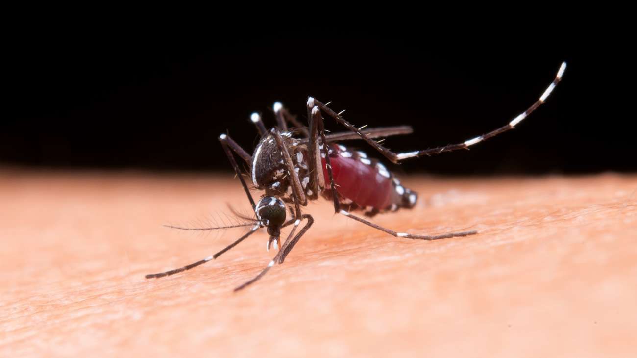 Los casos de dengue ya son más de 315 mil en el año y se registraron 238 muertes