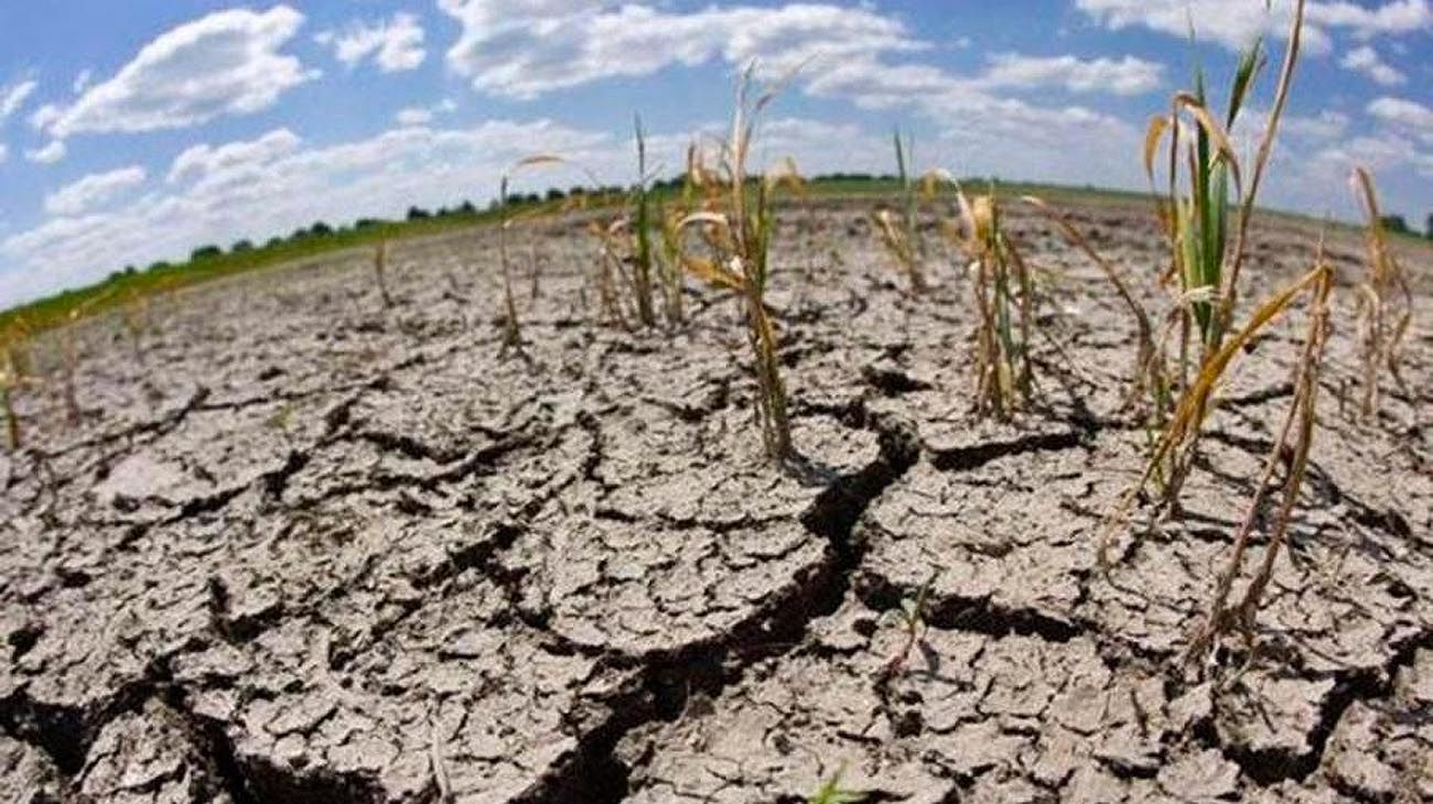 Por la sequía, algunas zonas prevén rendimientos de trigo por el piso o pérdidas totales