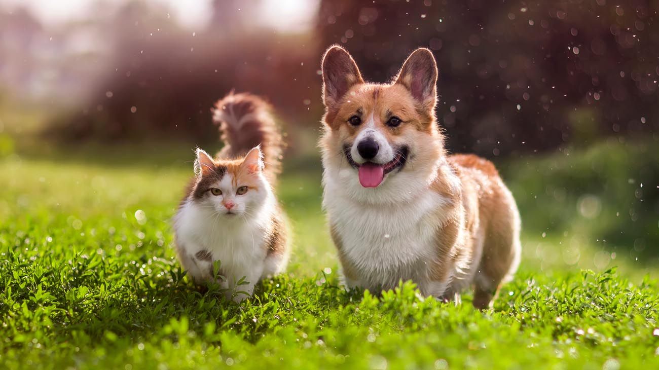 Temperaturas extremas: cómo cuidar a los perros y gatos de la ola de calor
