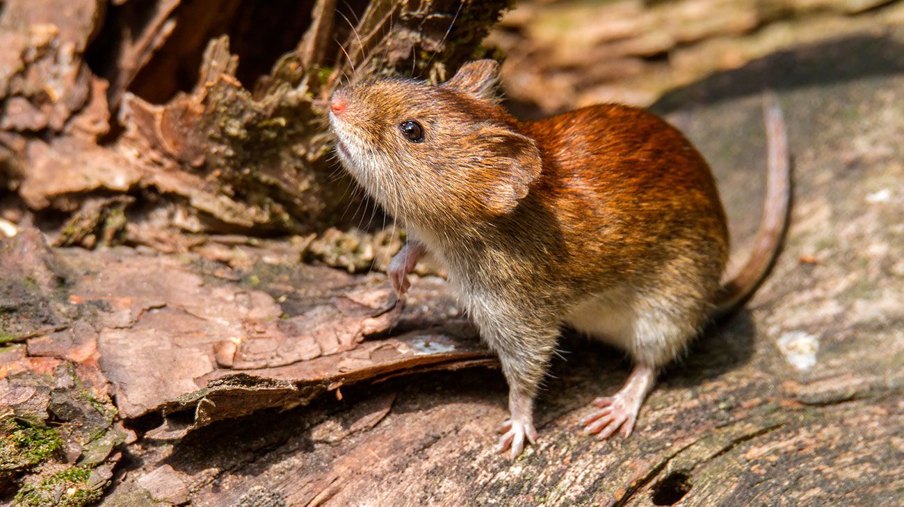 Hantavirus: Cómo prevenirlo y qué hacer frente a una posible transmisión