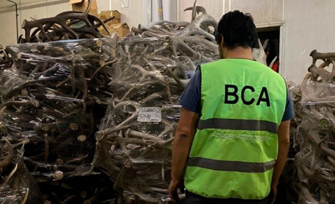 Incautan cerca de 40 toneladas de astas de ciervo en un depósito porteño