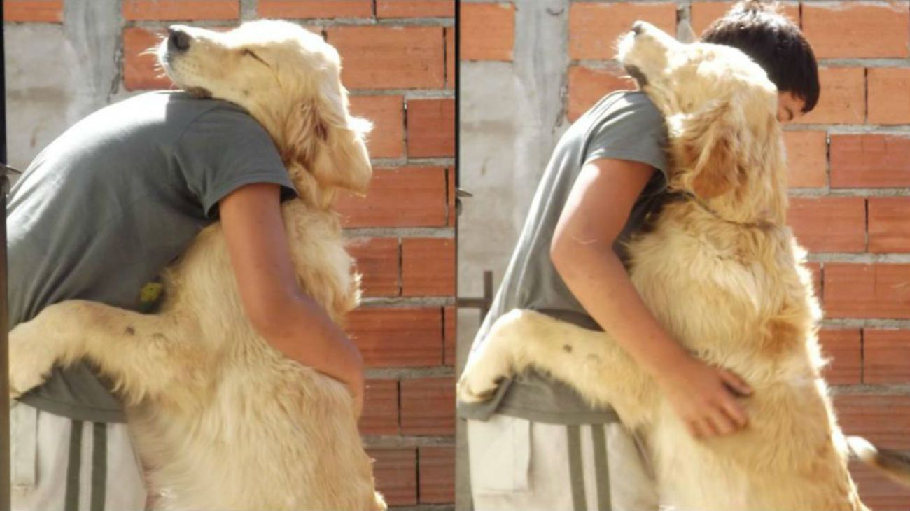 Video | Hallaron al perro por el que su dueña había ofrecido su auto como recompensa