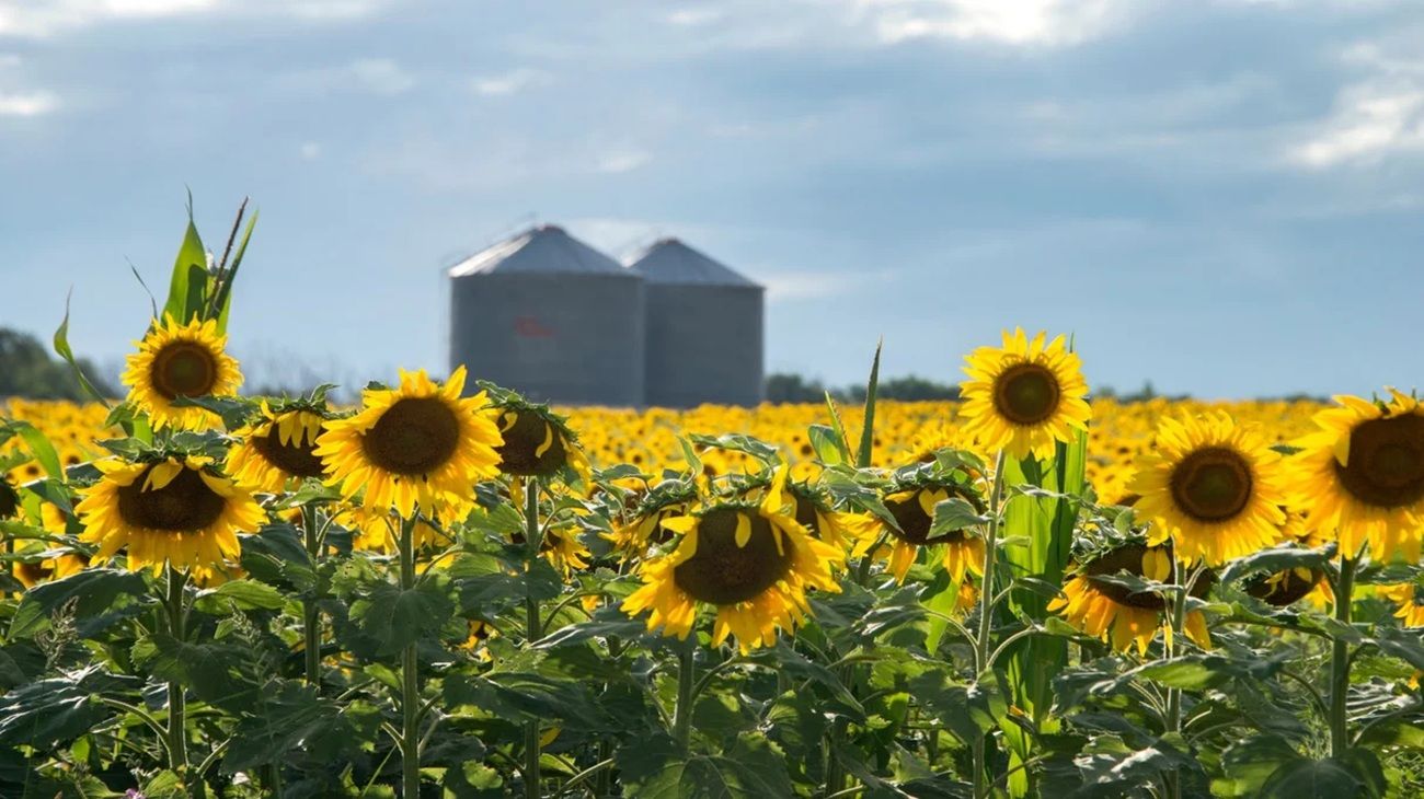 Rindes históricos para el girasol: "Cerramos un año calendario espectacular”