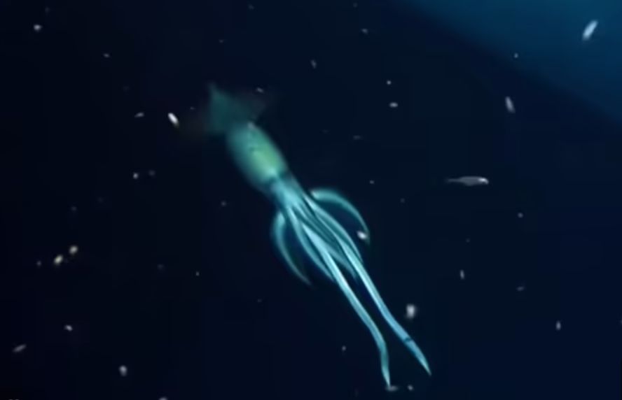 Un equipo de científicos encontró un calamar "mas grande que un humano" en el mar Rojo
