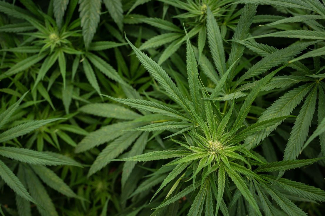 Constellation redobla apuesta al cannabis con acuerdo de Canopy