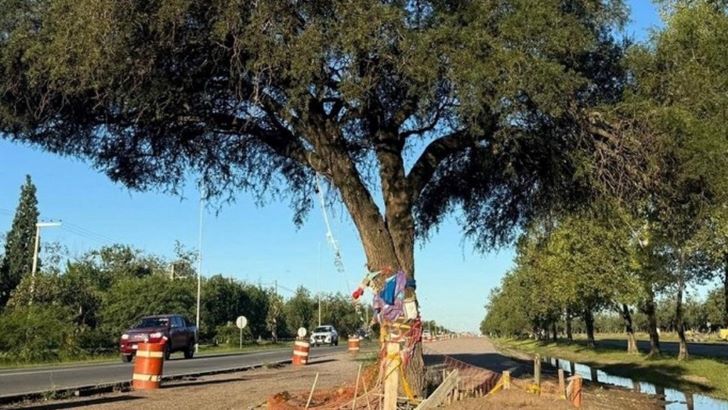 Villa Allende: el histórico quebracho será trasplantado pero la polémica sigue