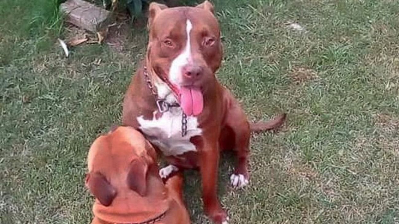 No sacrificarán a los dos Pitbull que atacaron al ladrón en Los Polvorines