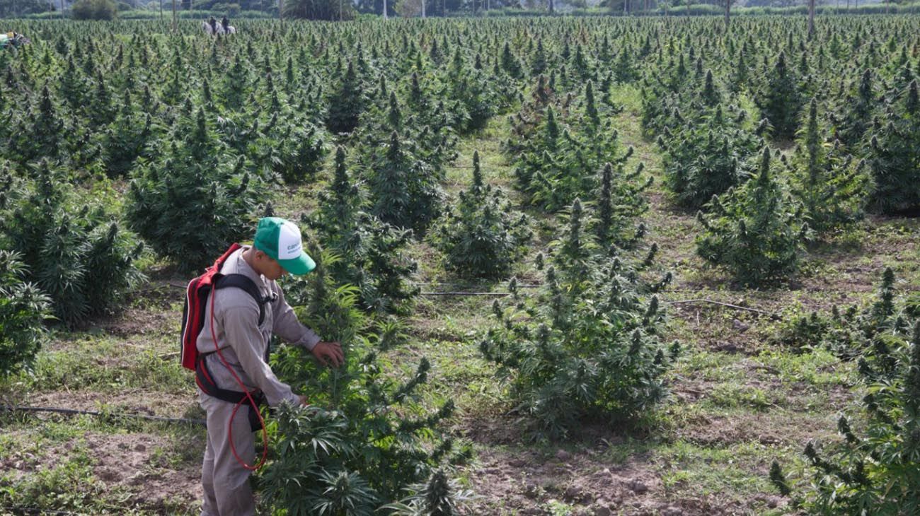 Jujuy: comenzó la cosecha de cannabis medicinal más grande en América Latina