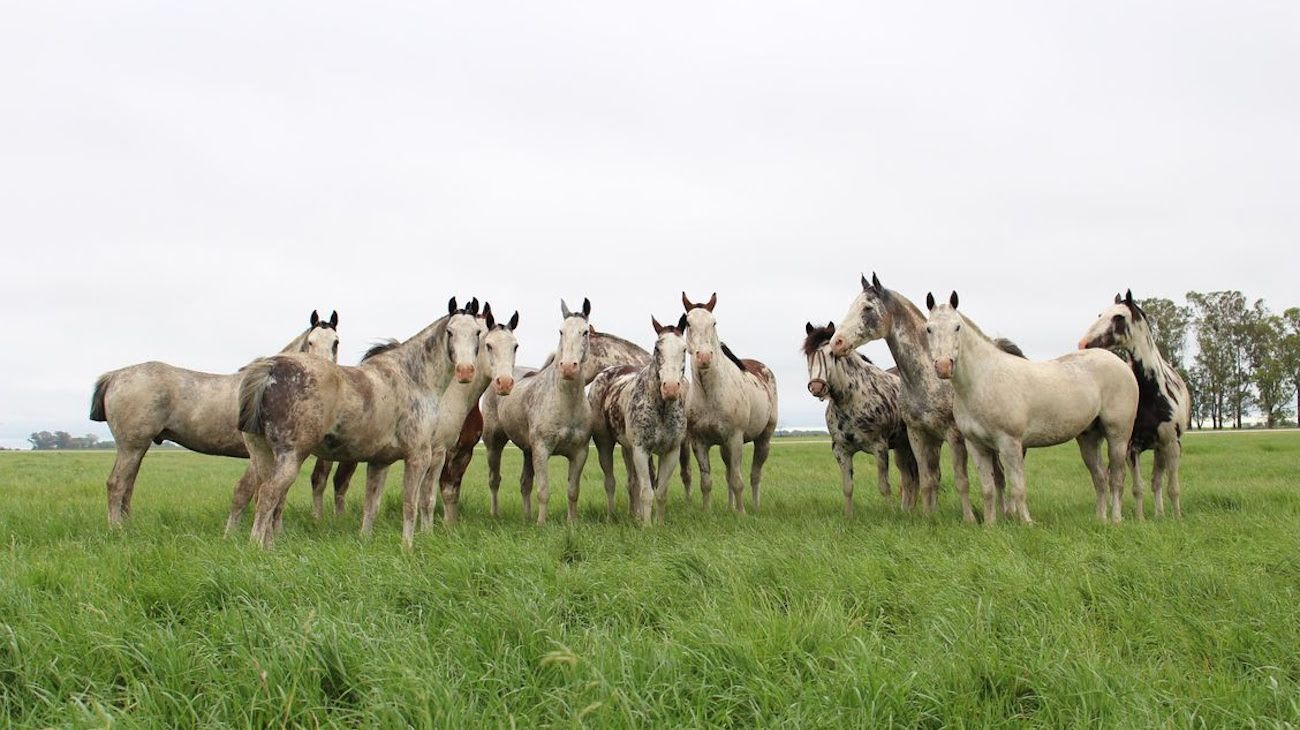 Enfermedad incurable en los caballos preocupa a la industria equina