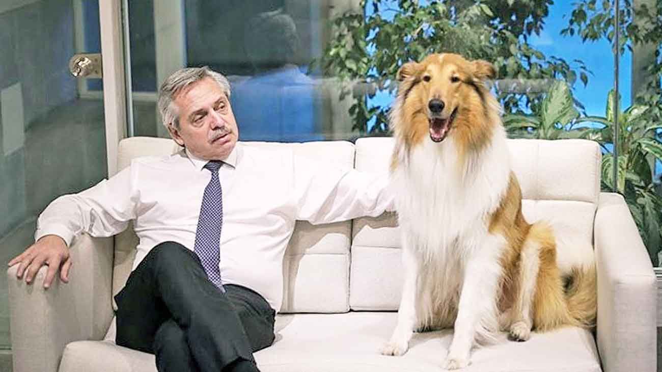 'Efecto Dylan': creció la demanda de perros collie en los criaderos