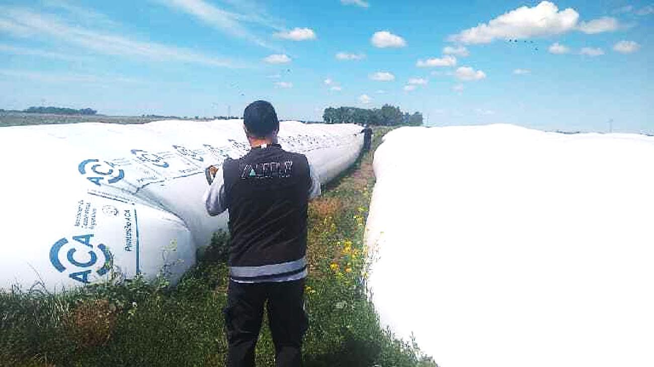 La AFIP detectó 920 toneladas de maíz ocultas en un feedlot por casi $33 millones