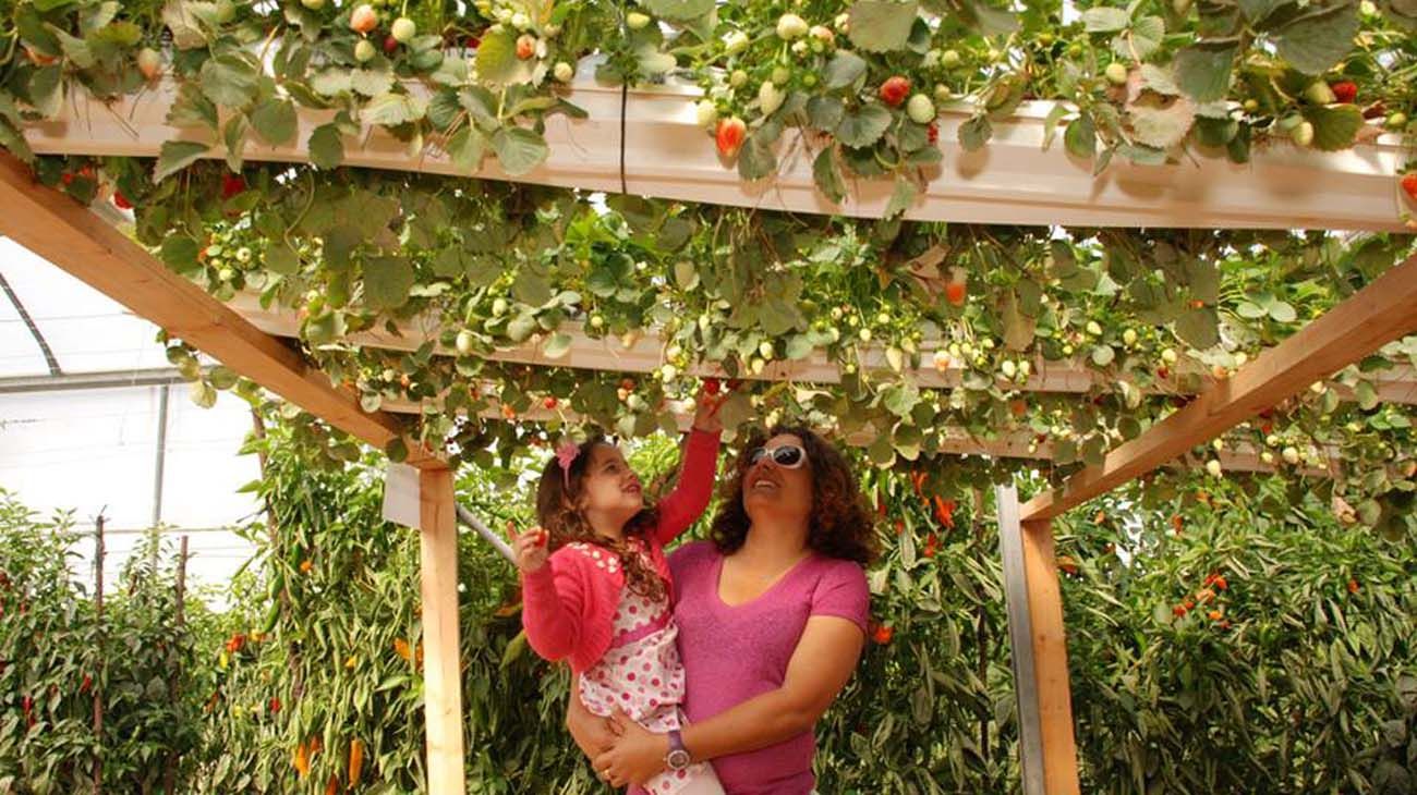 Aravá, el desierto donde Israel produce alimentos