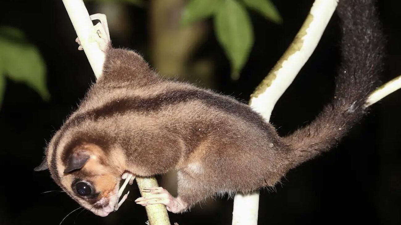 Redescubren en Nueva Guinea dos marsupiales que la ciencia creía extintos desde hace 6.000 años