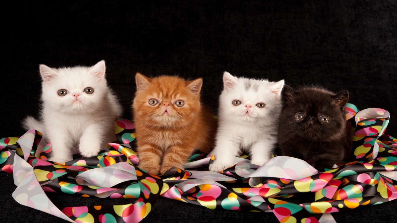 Día internacional del gato: cómo prevenir las enfermedades más comunes