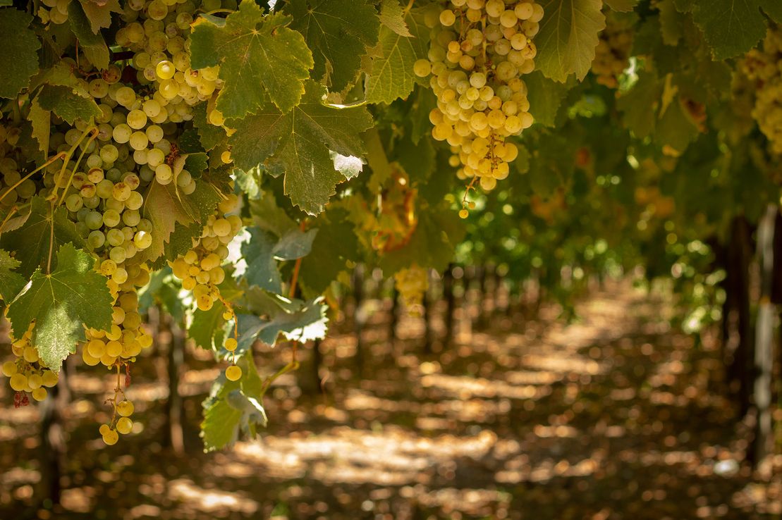 El BID destinará US$ 40 millones para financiar a productores vitivinícolas de 11 provincias