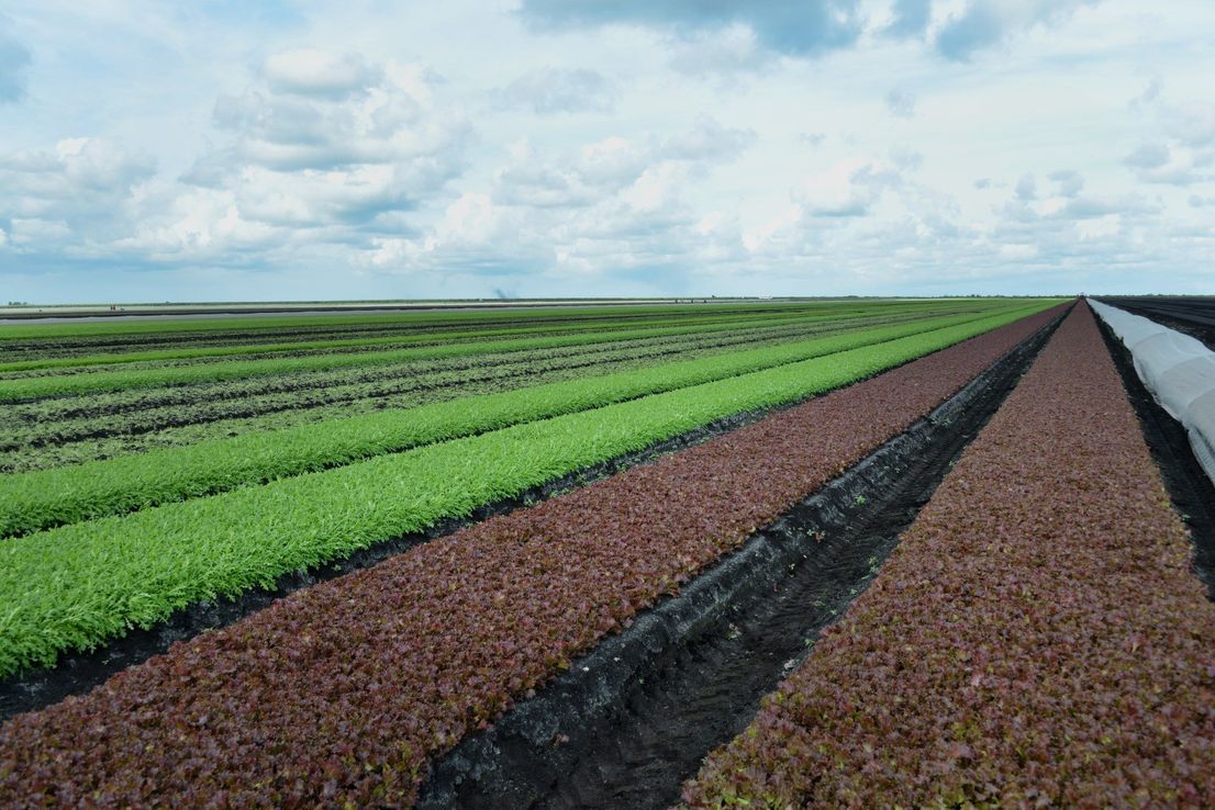 Cuáles son los dos ingredientes menos seguros en la mesa de Acción de Gracias