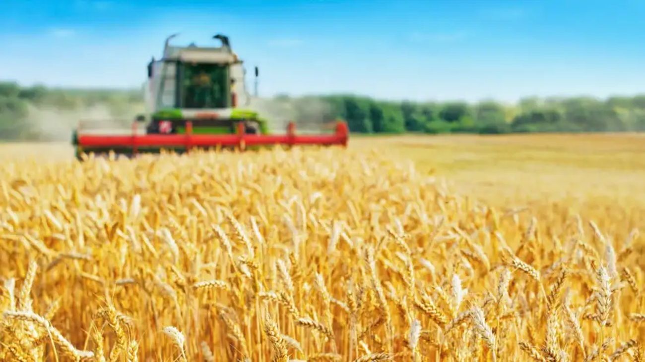 El trigo mantiene una fuerte salida exportadora más allá de la crisis de calidad