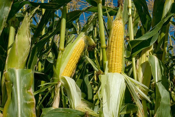 Crece en Brasil la producción de biocombustible basado en el maíz
