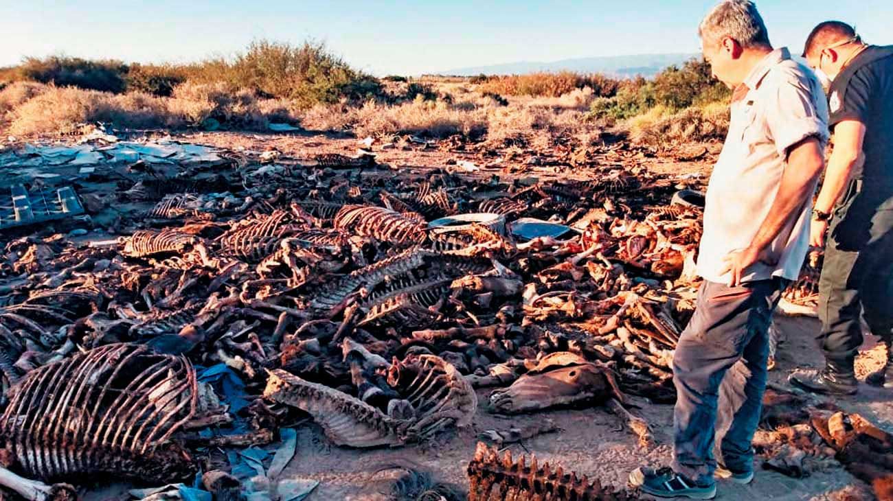 Más de 40 caballos descuartizados son hallados en San Juan