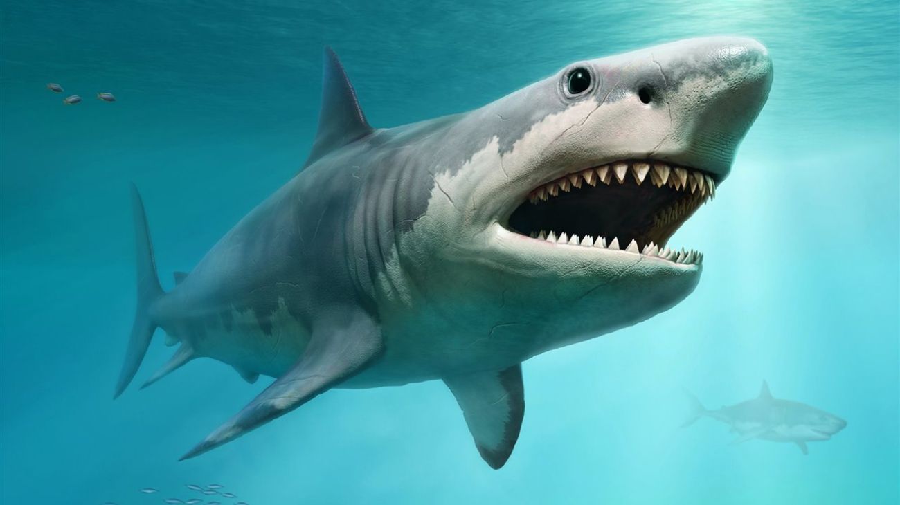 Otro ataque mortal de un tiburón: ¿Cuáles son las 5 playas más peligrosas del mundo?