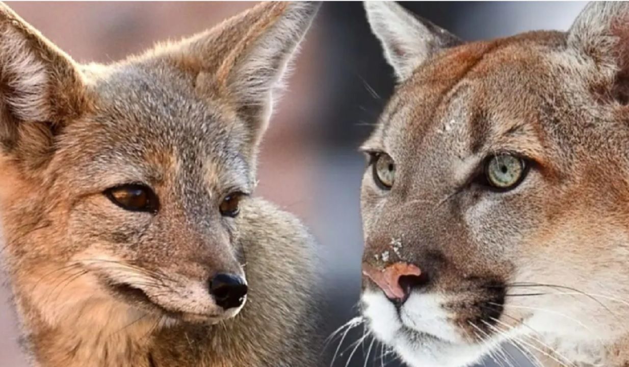Prohíben la caza de pumas y zorros en Santa Cruz