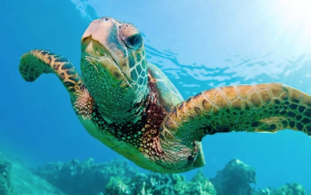 ¿Por qué hoy se conmemora el Día Mundial de las Tortugas Marinas?