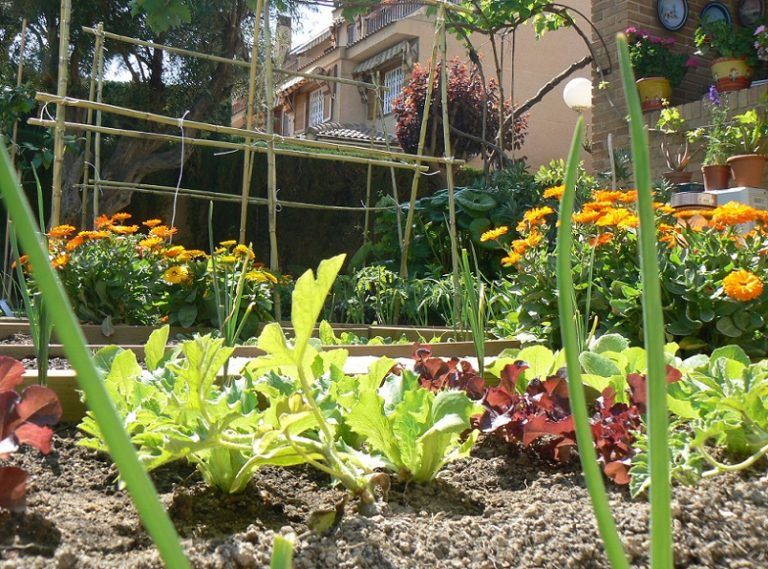 Huerta urbana: 8 tips para tener verduras todo el año