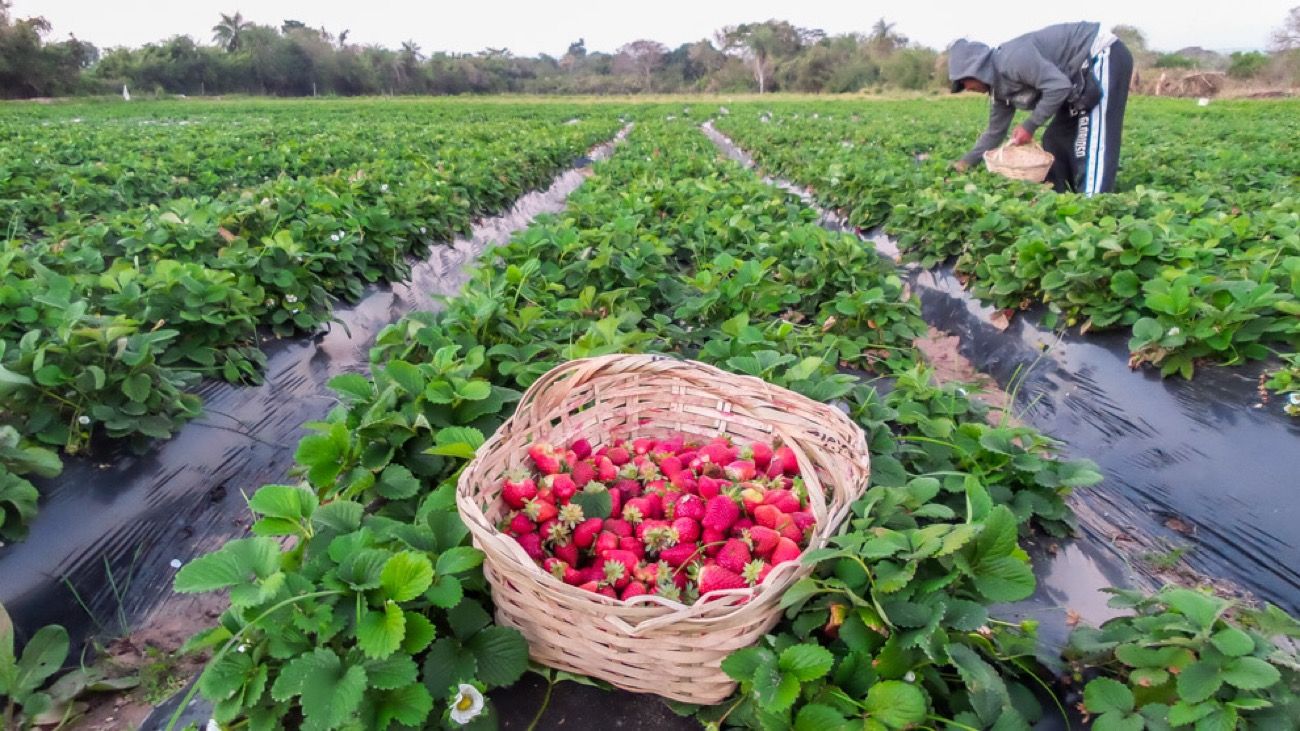 La bajante del río Paraná generará grandes pérdidas en la producción de frutillas