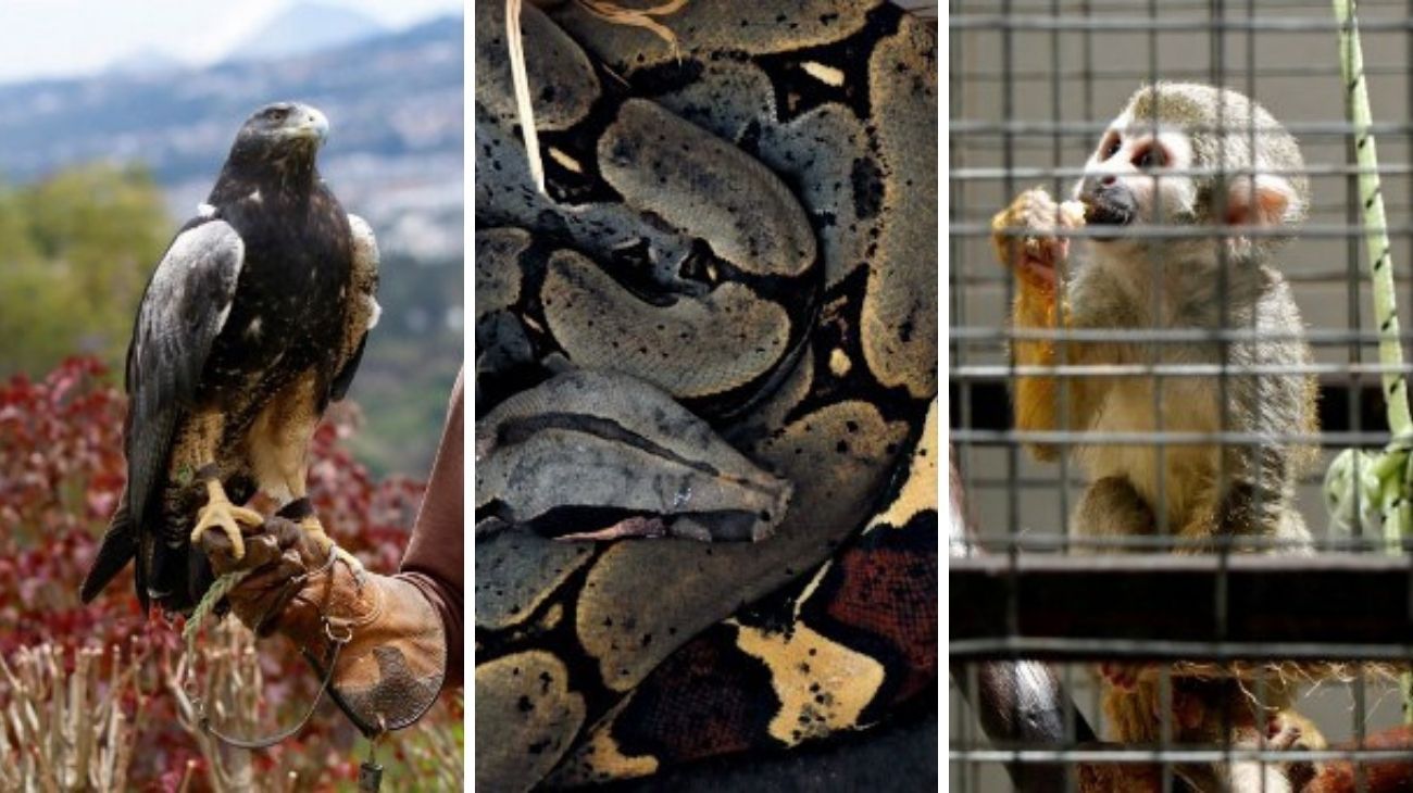Narcozoológicos, la moda del poder de la cocaína en Ecuador al estilo Pablo Escobar