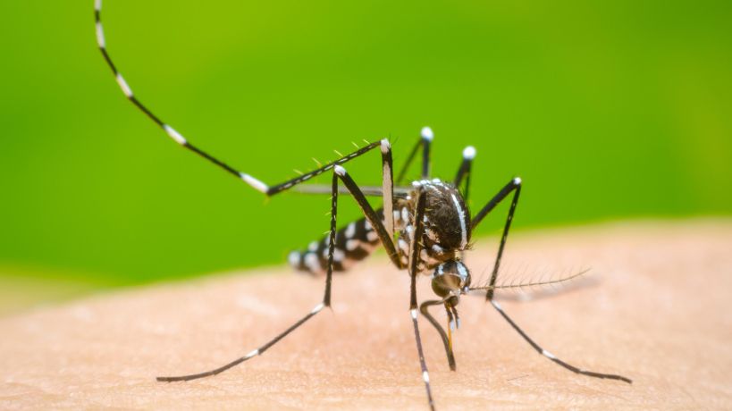 Dengue: cómo es el repelente gratuito que desarrolla la UBA