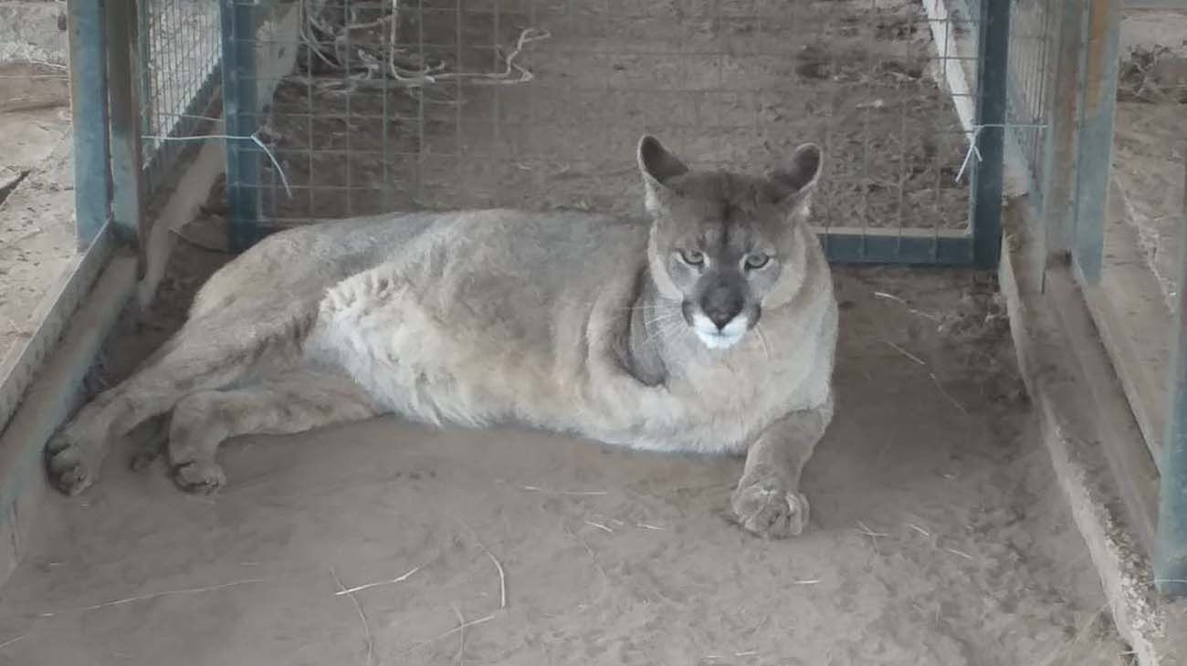 Un hombre que mutiló a un puma deberá pagarle alimentos de por vida